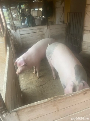 porc gras comuna Fibis,