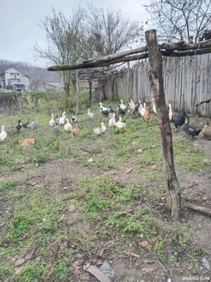 Rațe de vânzare  - imagine 3