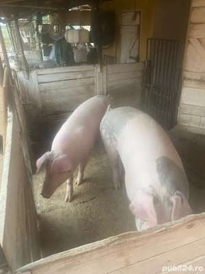 porc gras comuna Fibis, - imagine 2