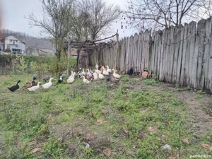 Rațe de vânzare  - imagine 2