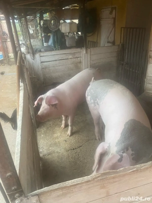 porc gras comuna Fibis, - imagine 4