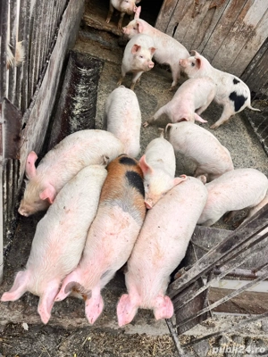 vand purcei de 9 saptamanii - imagine 2