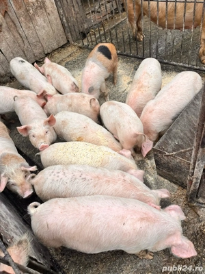 vand purcei de 9 saptamanii