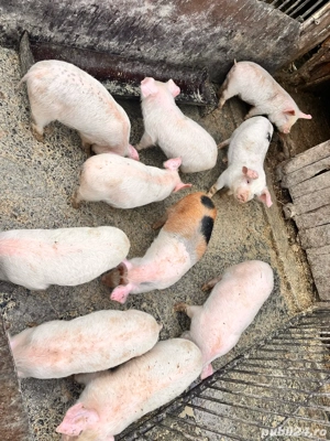 vand purcei de 9 saptamanii - imagine 3