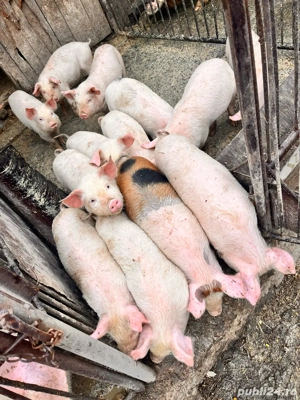 vand purcei de 9 saptamanii - imagine 4