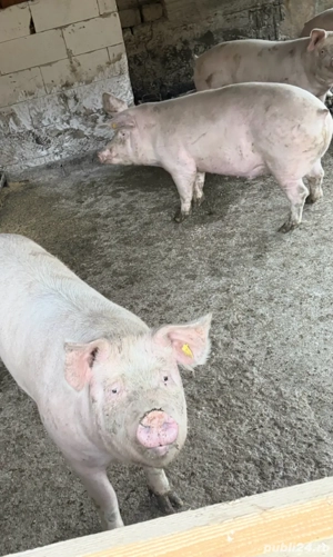 Vand porcii - imagine 2