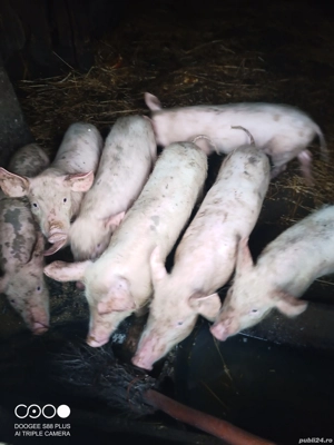 vand 3 purcei juganiti 2 luni