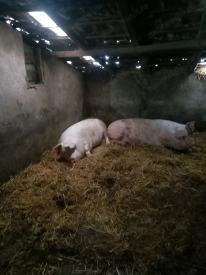 Porci de carne 300 kg