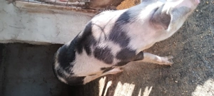 porci de vanzare  - imagine 5