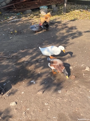  Vand Rațe - imagine 3