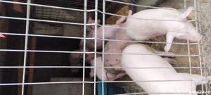 porci de vanzare  - imagine 3