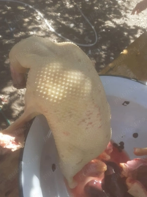 Rate grase de vânzare  - imagine 2