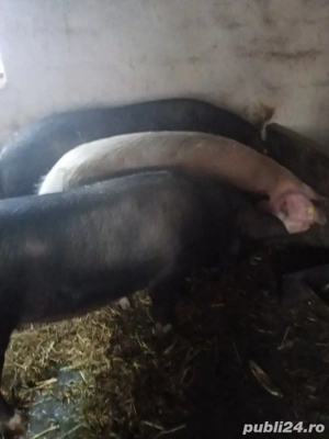 Porci de vînzare  - imagine 2