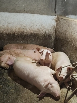 Vând porci 90-140kg din gospodărie proprie.