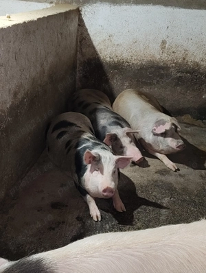 Vând porci 90-140kg din gospodărie proprie. - imagine 2