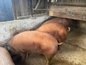 Porci grași de vânzare
