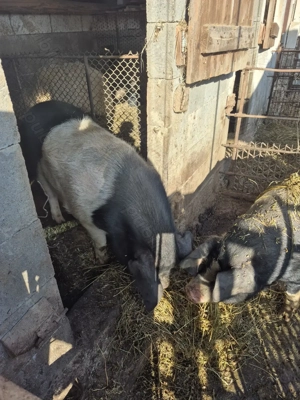 Porc De Vanzare - imagine 2