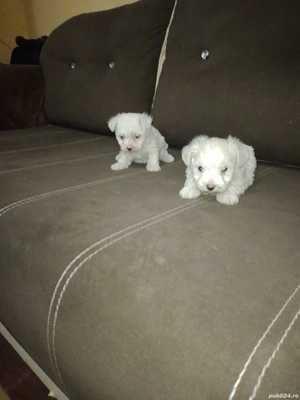 căței bichon bolonezi 