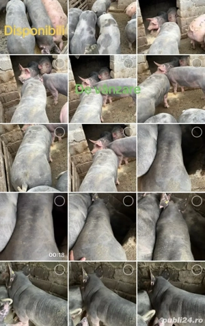 Porci de vânzare.