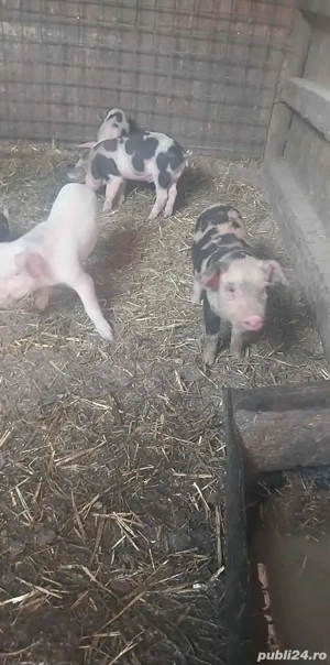 vand purcei   - imagine 4