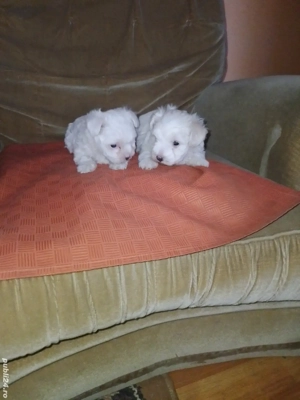 căței bichon bolonezi  - imagine 2