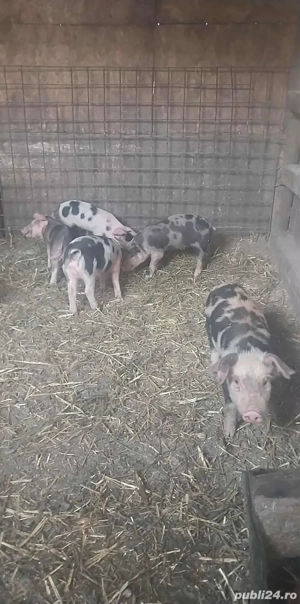 vand purcei   - imagine 2