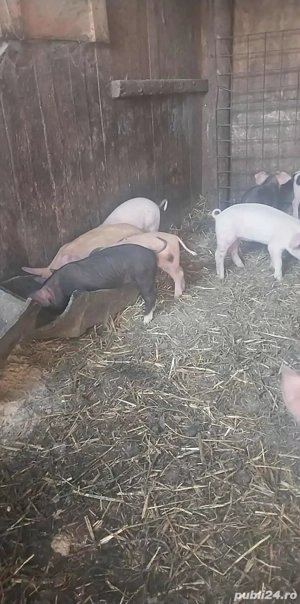 vand purcei   - imagine 3