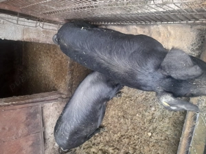 Vând porci,cu posibilitate de tăiere