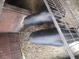 Vând porci,cu posibilitate de tăiere - imagine 2