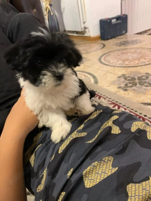 Bishonei havanezi 7 săptămâni 