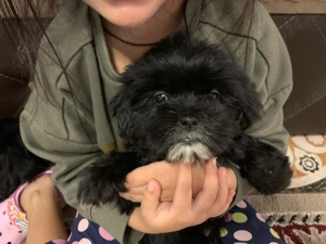 Bishonei havanezi 7 săptămâni  - imagine 2