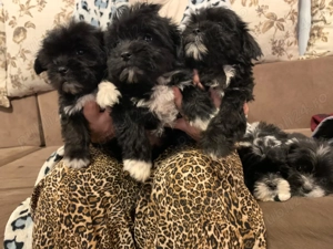 Bishonei havanezi 7 săptămâni  - imagine 3