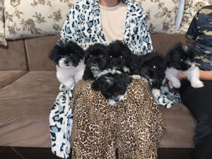 Bishonei havanezi 7 săptămâni  - imagine 4