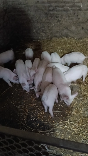 purcei rasa de carne si 1 grasune la 100kg - imagine 4