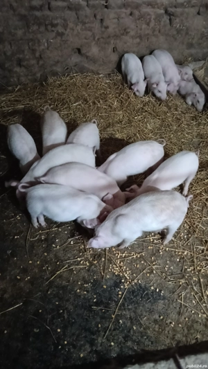 purcei rasa de carne si 1 grasune la 100kg