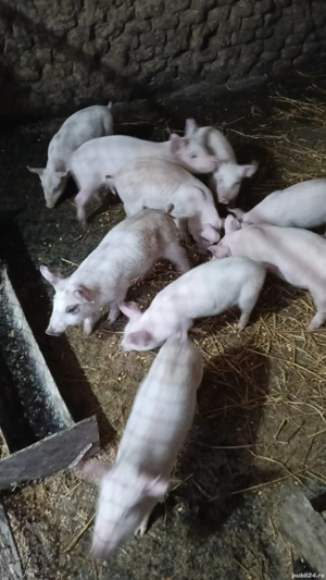 purcei rasa de carne si 1 grasune la 100kg - imagine 5