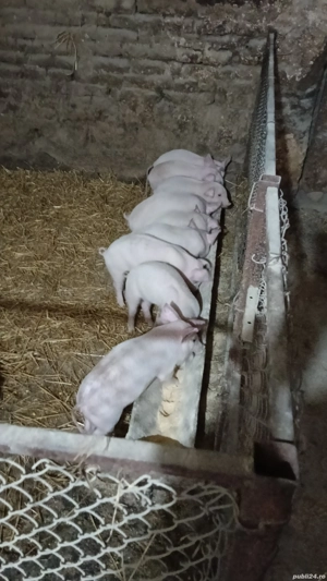 purcei rasa de carne si 1 grasune la 100kg - imagine 2