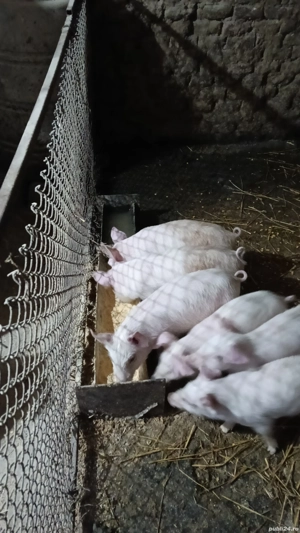 purcei rasa de carne si 1 grasune la 100kg - imagine 3