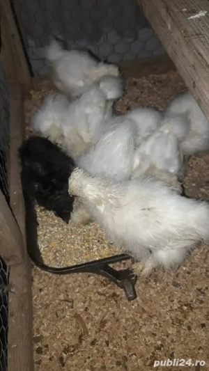 pui rasă matase japoneza