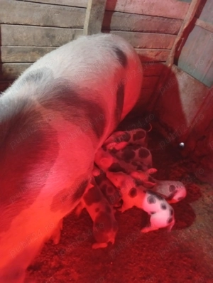 Purcei de vinzare fier făcut colți tăiat momentan au doar 3 săptămâni care dorește să facă rezervare