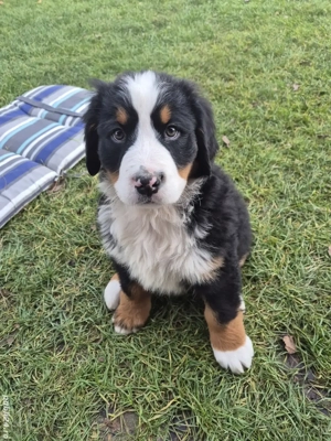 Femelă Ciobanesc De Berna - imagine 3