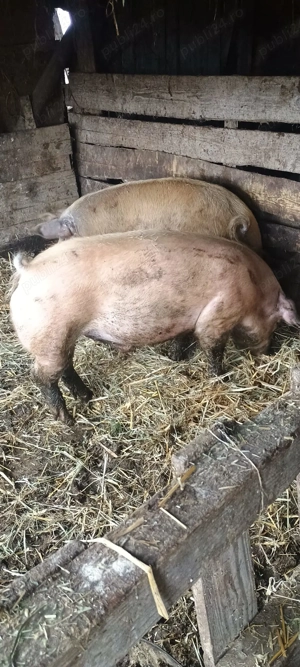 Porci DUROC de vanzare - imagine 2