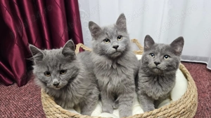 Pisici superbi gri, rasa Nebelung - imagine 4