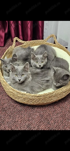 Pisici superbi gri, rasa Nebelung - imagine 2