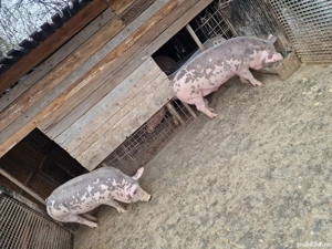 porci crescuti natural 110-250 kg - imagine 5