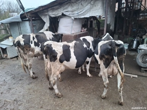 Vaci si Juninci Holstein - imagine 2