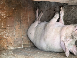 Porc pic cu Pietrain 