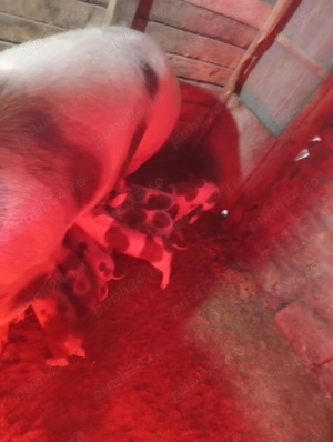 Purcei de vinzare fier făcut colți tăiat momentan au doar 3 săptămâni care dorește să facă rezervare - imagine 3