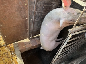 Porc pic cu Pietrain  - imagine 4