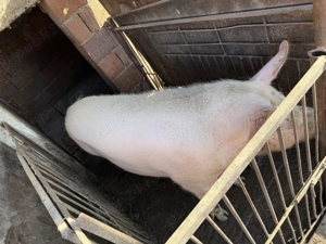 Porc pic cu Pietrain  - imagine 2